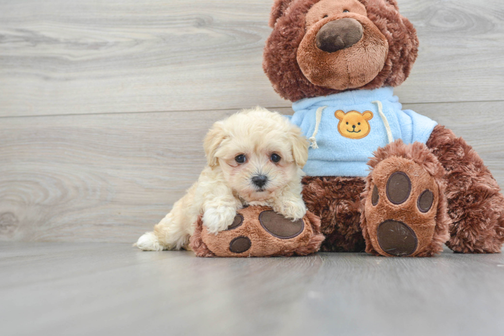 Energetic Maltepoo Poodle Mix Puppy