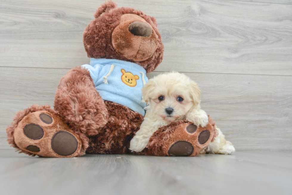 Best Maltipoo Baby