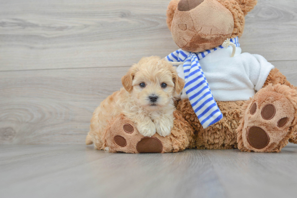 Funny Maltipoo Poodle Mix Pup