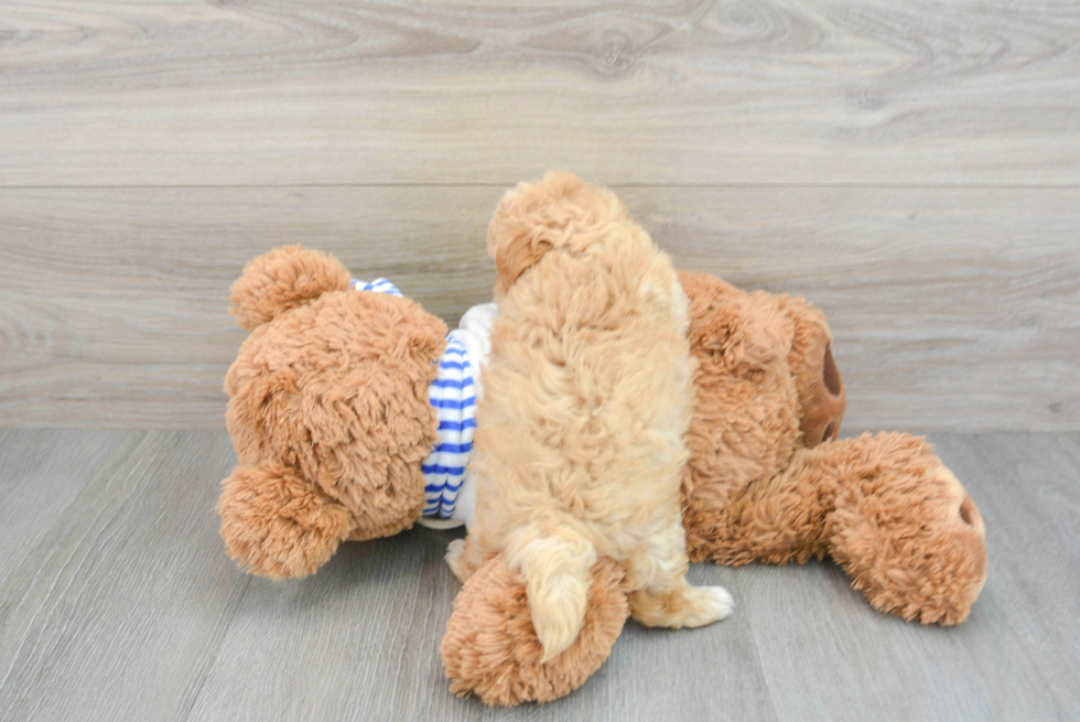 Fluffy Maltipoo Poodle Mix Pup