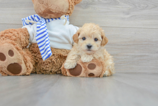 Maltipoo Pup Being Cute