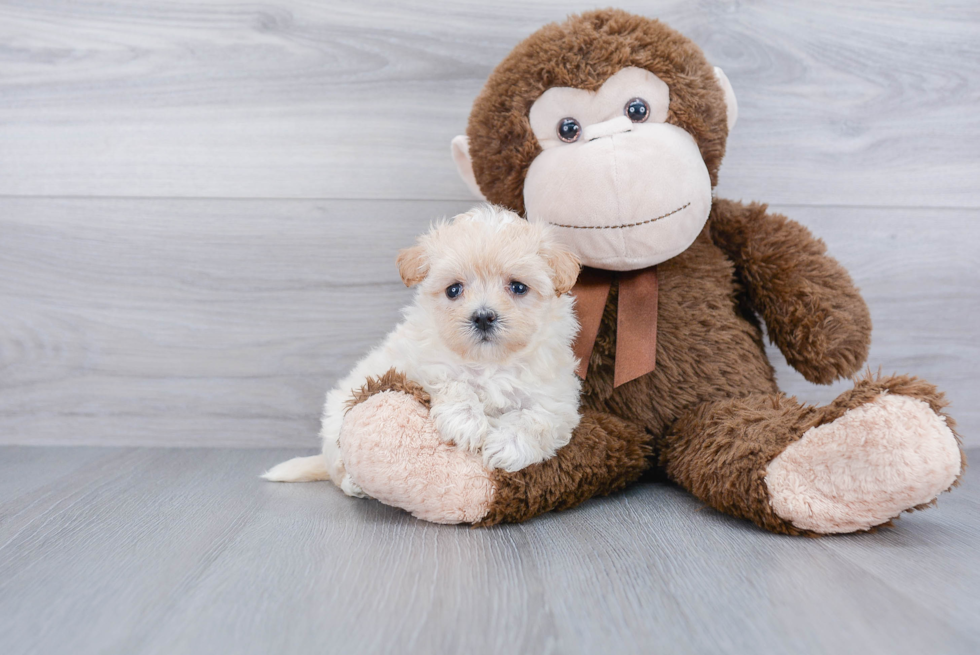 Best Maltipoo Baby