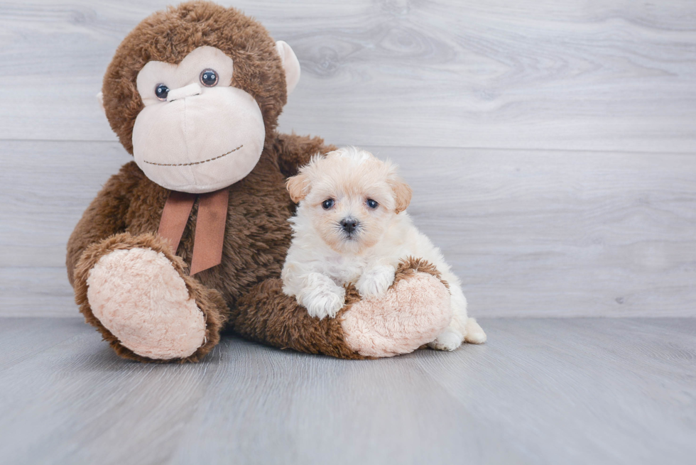 Funny Maltipoo Poodle Mix Pup