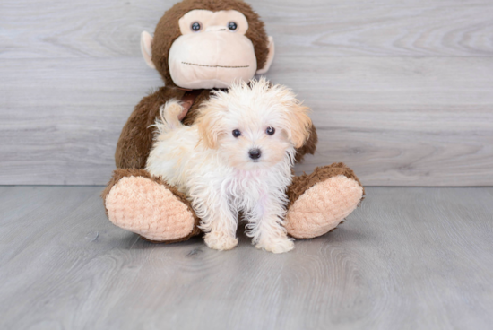 Best Maltipoo Baby