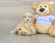 7 week old Maltipoo Puppy For Sale - Premier Pups