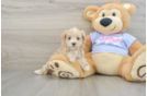 Maltipoo Puppy for Adoption