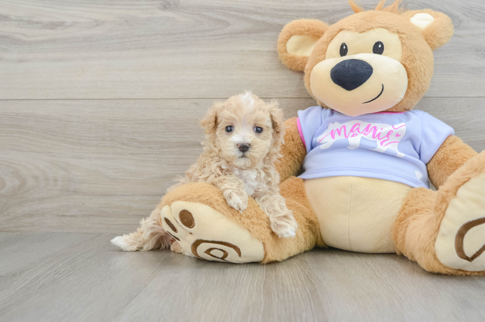 5 week old Maltipoo Puppy For Sale - Premier Pups