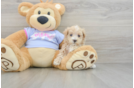 Maltipoo Puppy for Adoption