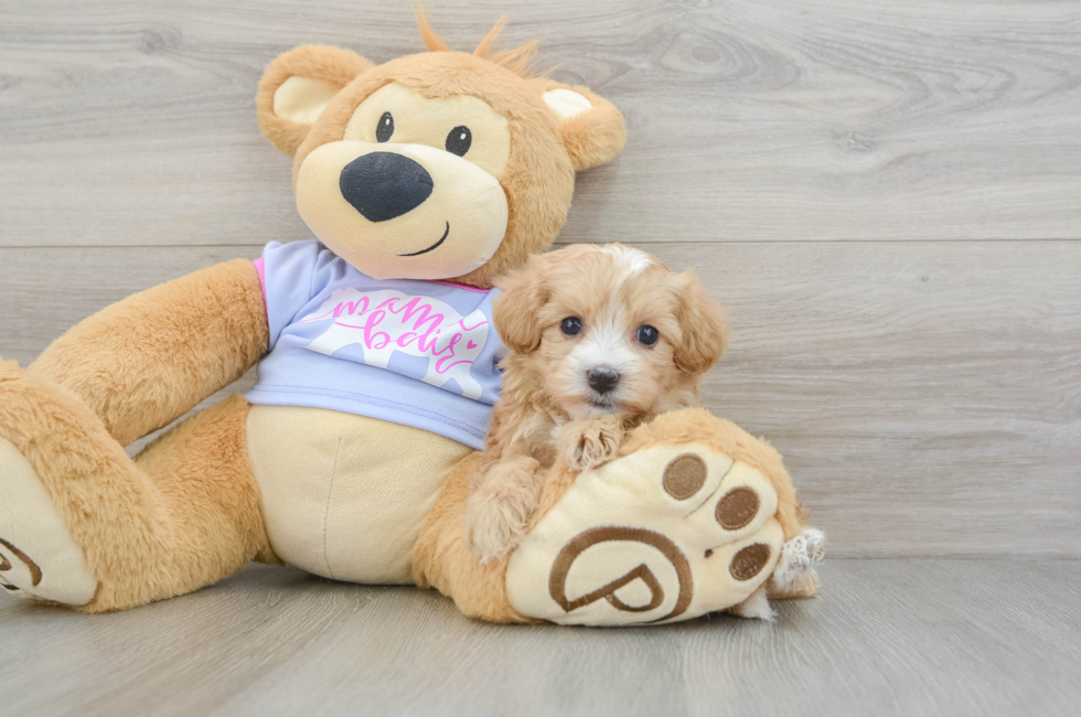 5 week old Maltipoo Puppy For Sale - Premier Pups