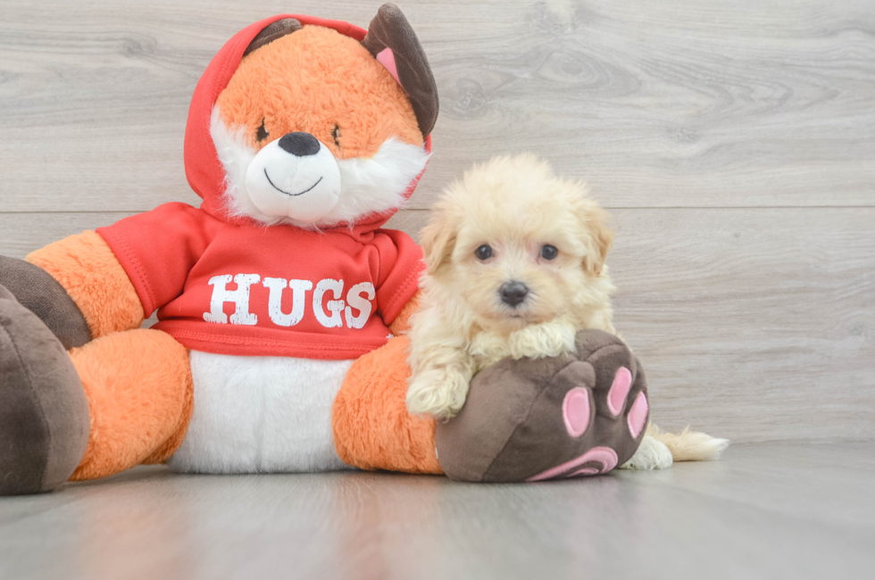 5 week old Maltipoo Puppy For Sale - Premier Pups