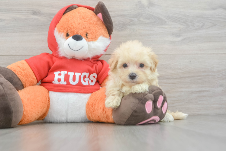 Meet Peggy - our Maltipoo Puppy Photo  1/3 - Premier Pups Maltipoo Puppy for Adoption
