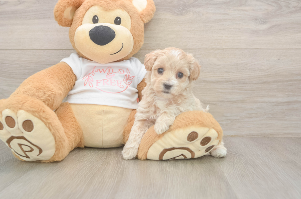 5 week old Maltipoo Puppy For Sale - Premier Pups