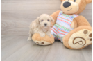 Best Maltipoo Baby