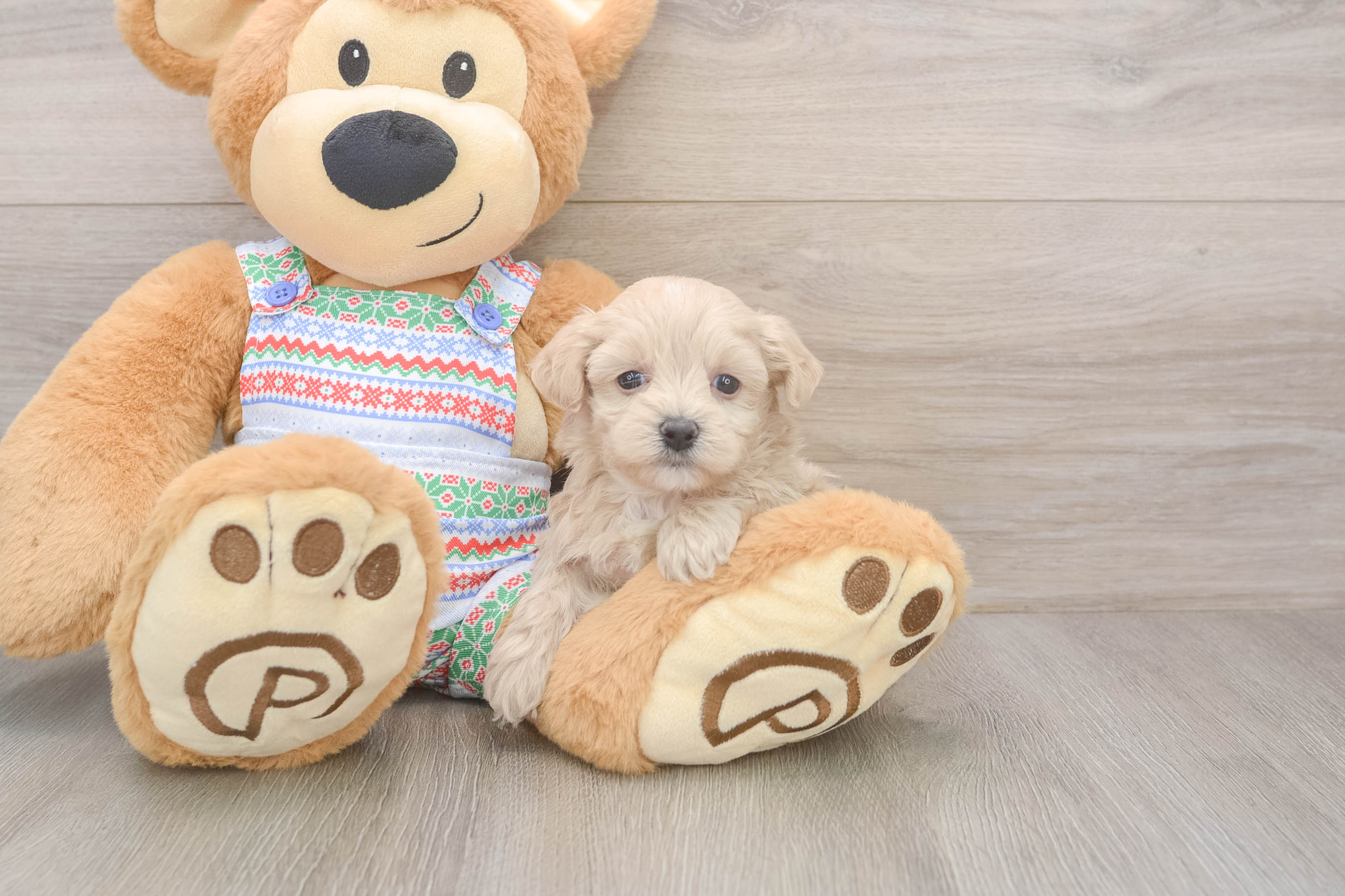 Best Maltipoo Baby