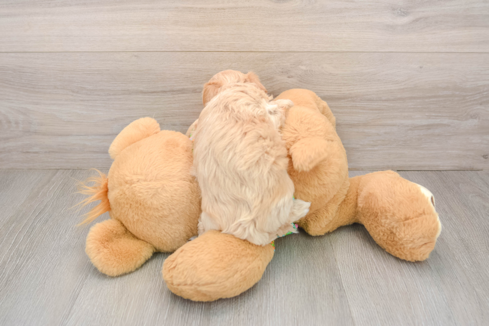 Maltipoo Pup Being Cute