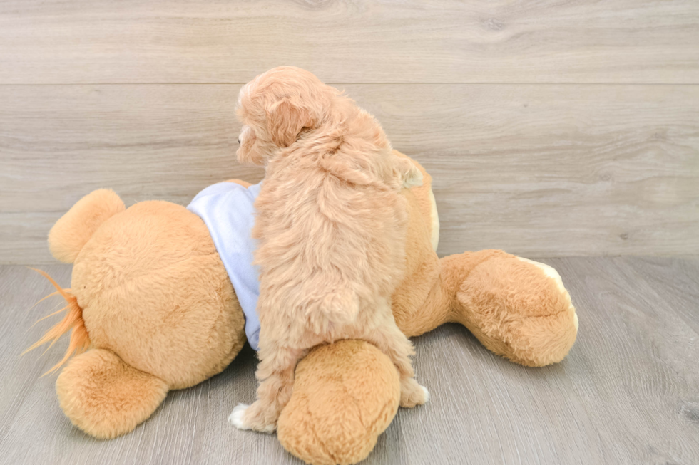 Adorable Multipoo Poodle Mix Puppy