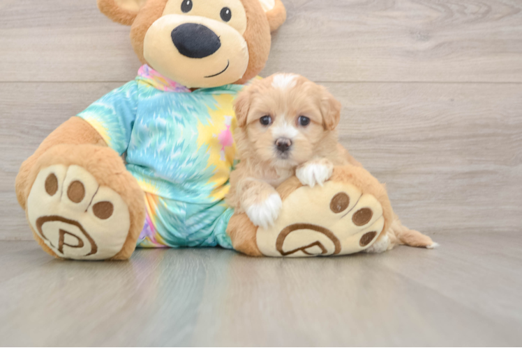Maltipoo Puppy for Adoption