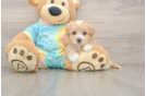 Maltipoo Puppy for Adoption