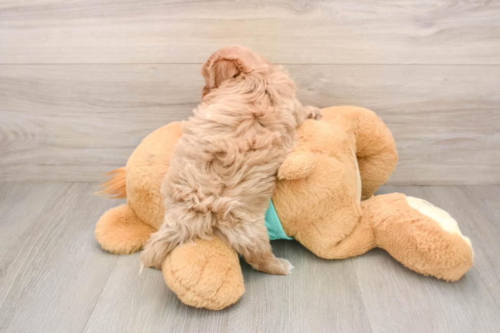 Best Maltipoo Baby