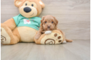 Best Maltipoo Baby