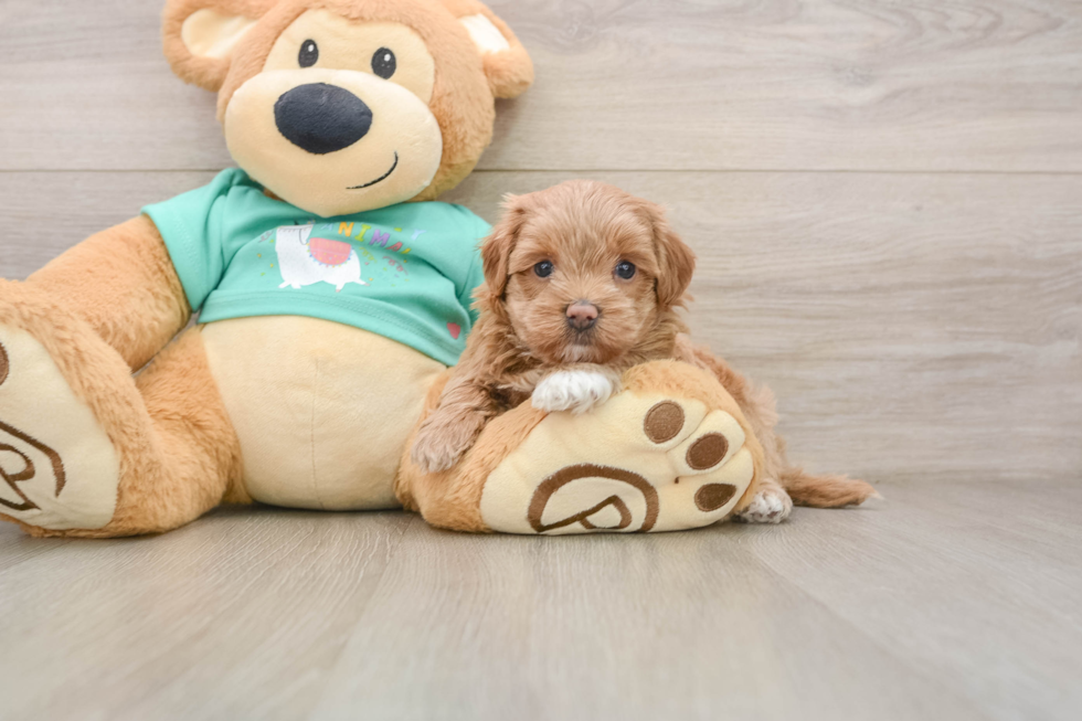 Best Maltipoo Baby