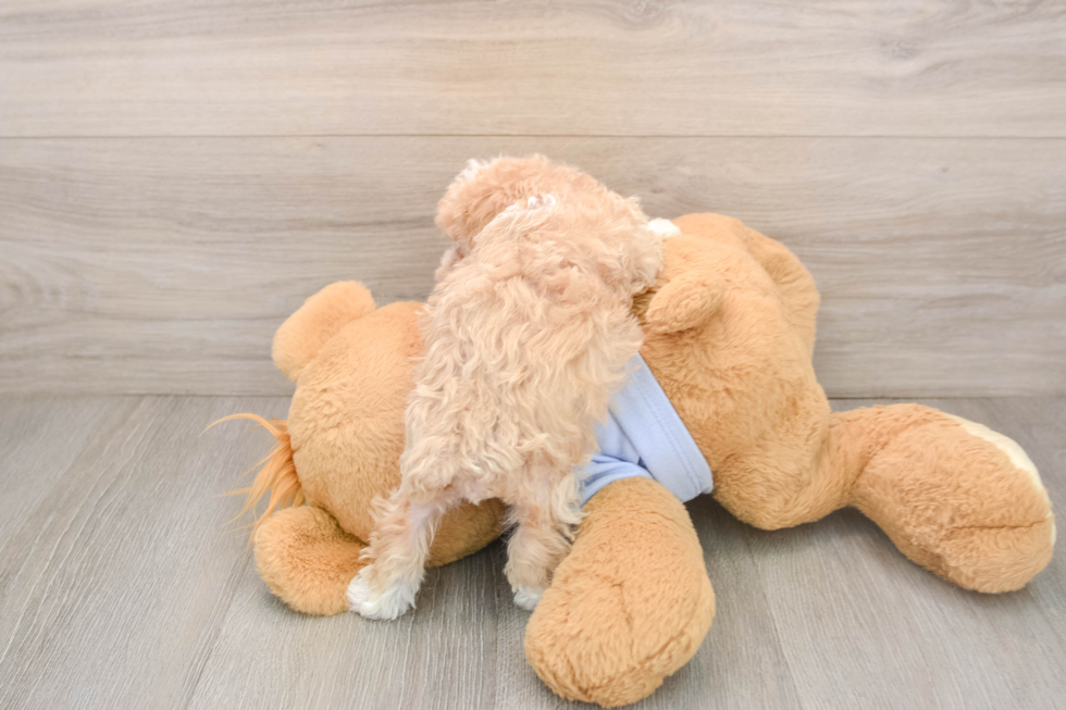 Maltipoo Puppy for Adoption