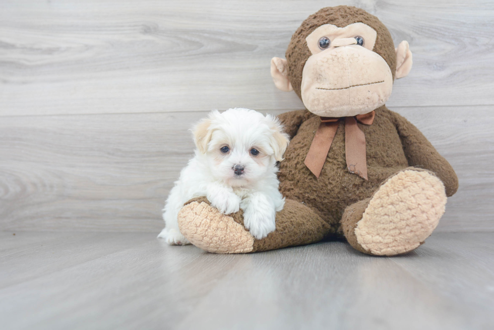 Best Maltipoo Baby