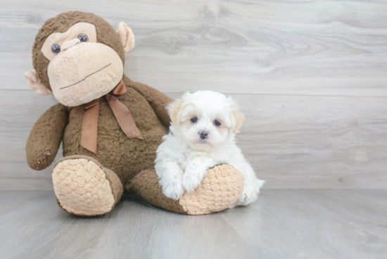 Playful Maltese Poodle Poodle Mix Puppy