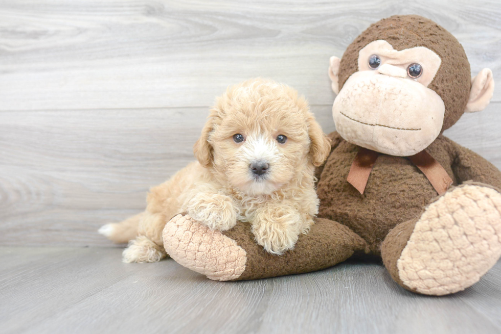 Maltipoo Pup Being Cute