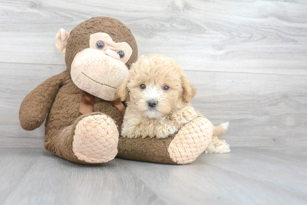 Best Maltipoo Baby