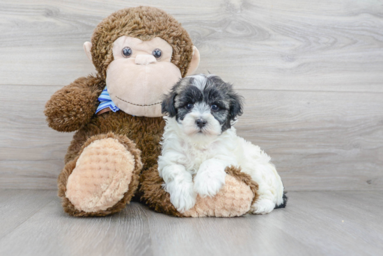 Popular Maltipoo Poodle Mix Pup