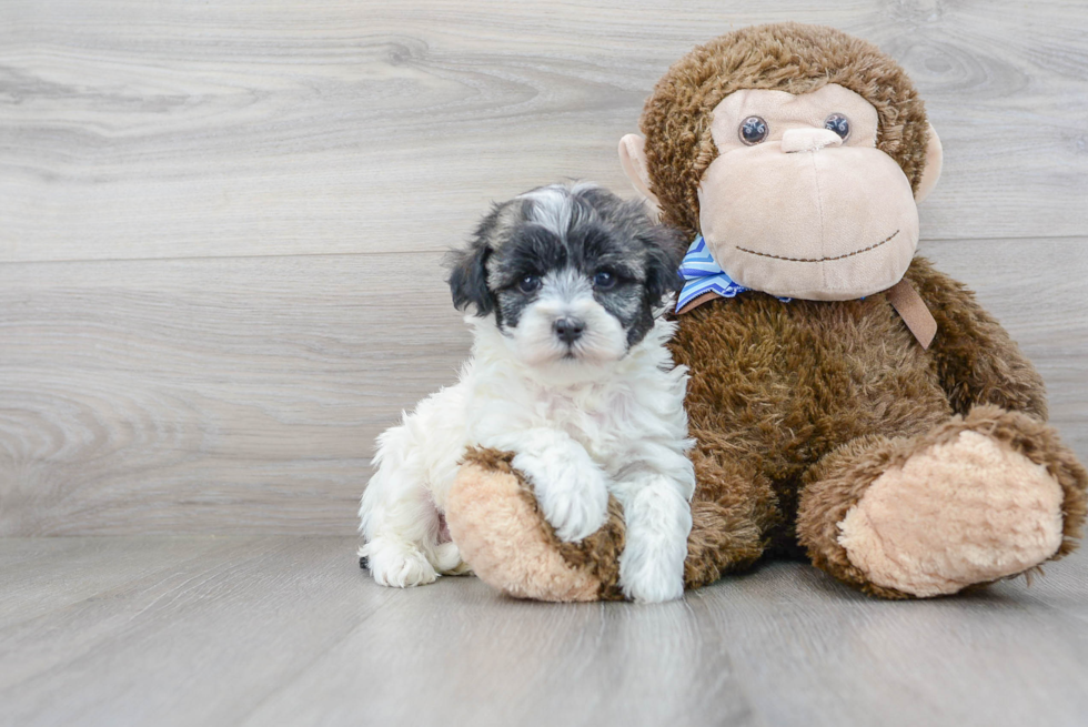 Fluffy Maltipoo Poodle Mix Pup