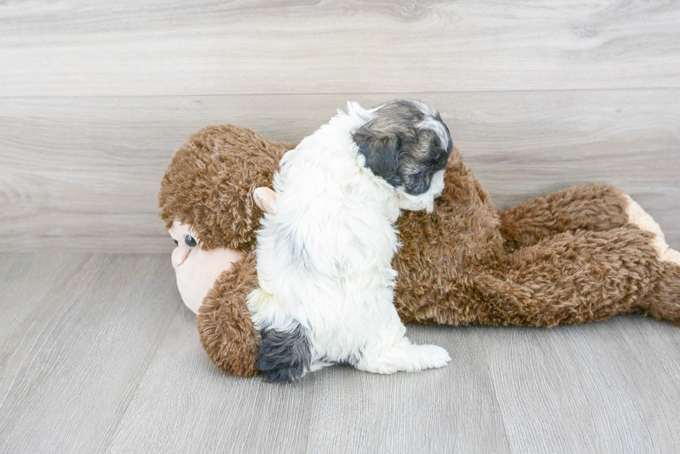 Maltipoo Pup Being Cute