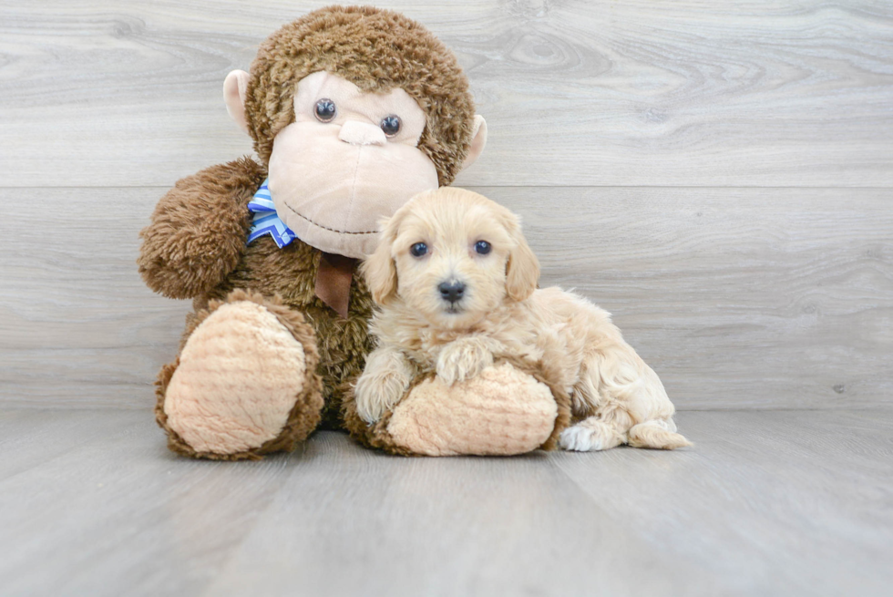 Maltipoo Puppy for Adoption