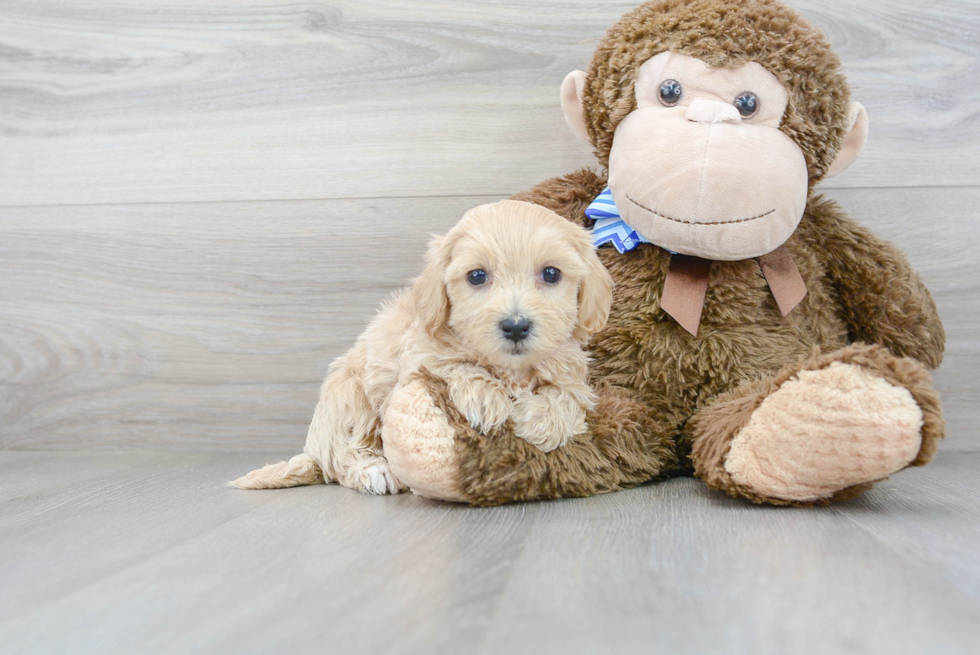 Playful Maltepoo Poodle Mix Puppy