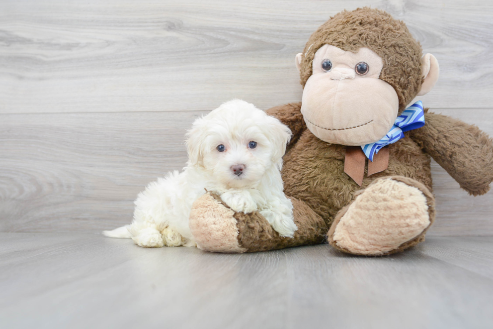 Adorable Maltese Poodle Poodle Mix Puppy