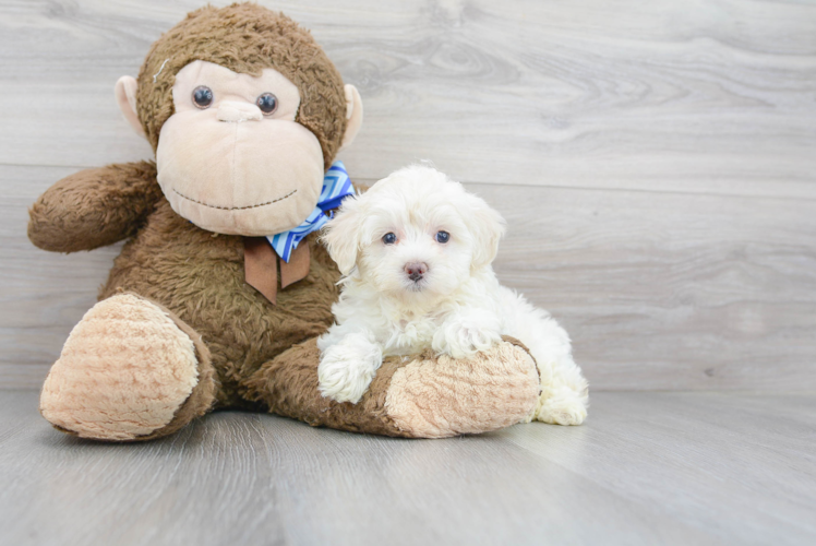 Funny Maltipoo Poodle Mix Pup