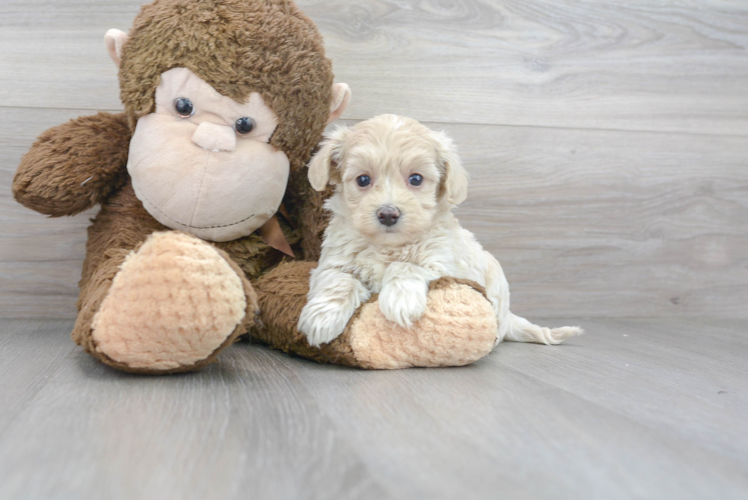 Maltipoo Puppy for Adoption