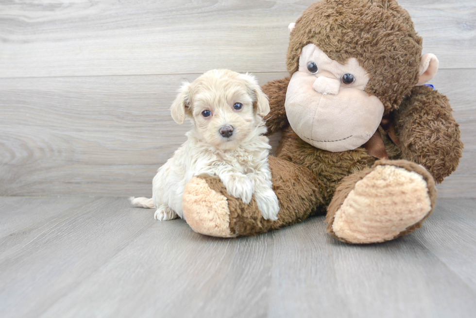 Funny Maltipoo Poodle Mix Pup