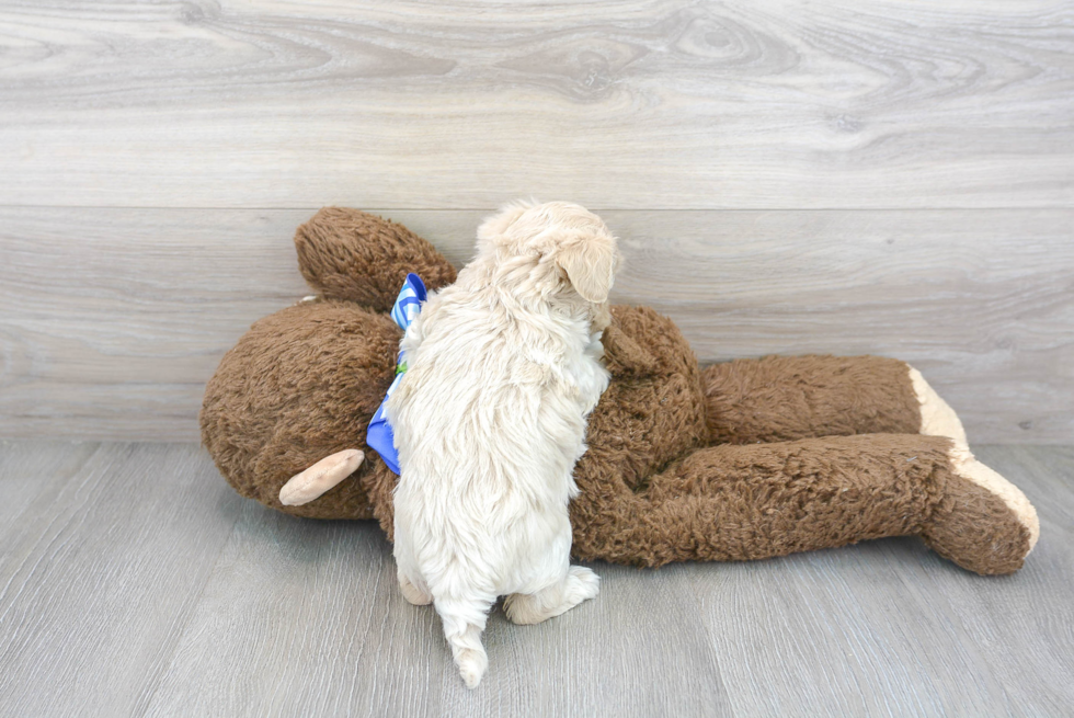 Maltipoo Pup Being Cute