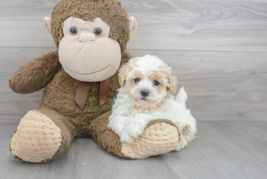 Funny Maltipoo Poodle Mix Pup