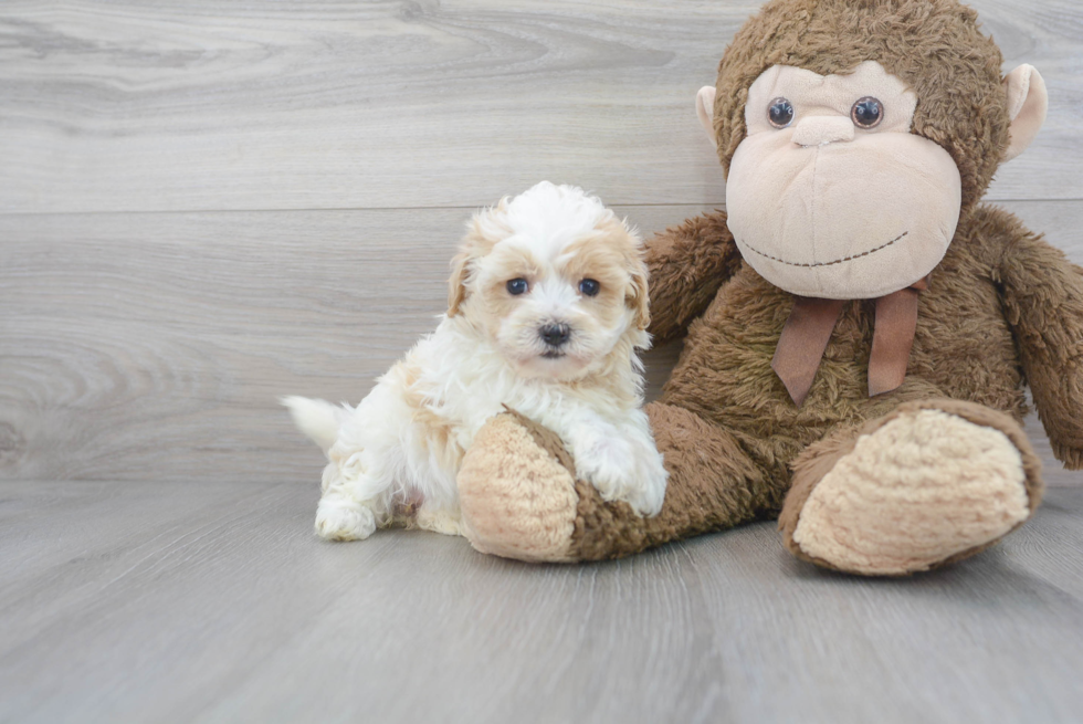 Maltipoo Puppy for Adoption