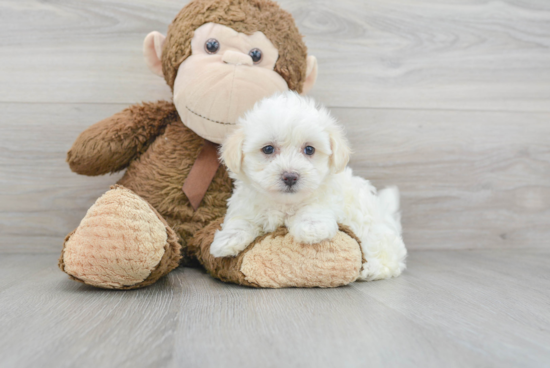 Best Maltipoo Baby