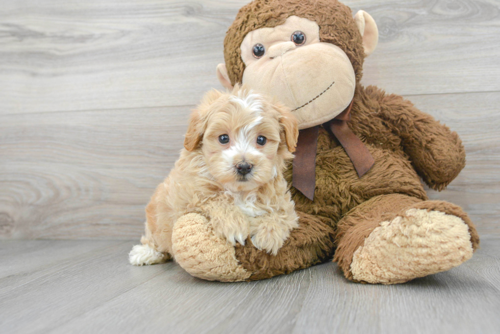 Hypoallergenic Maltese Poodle Poodle Mix Puppy