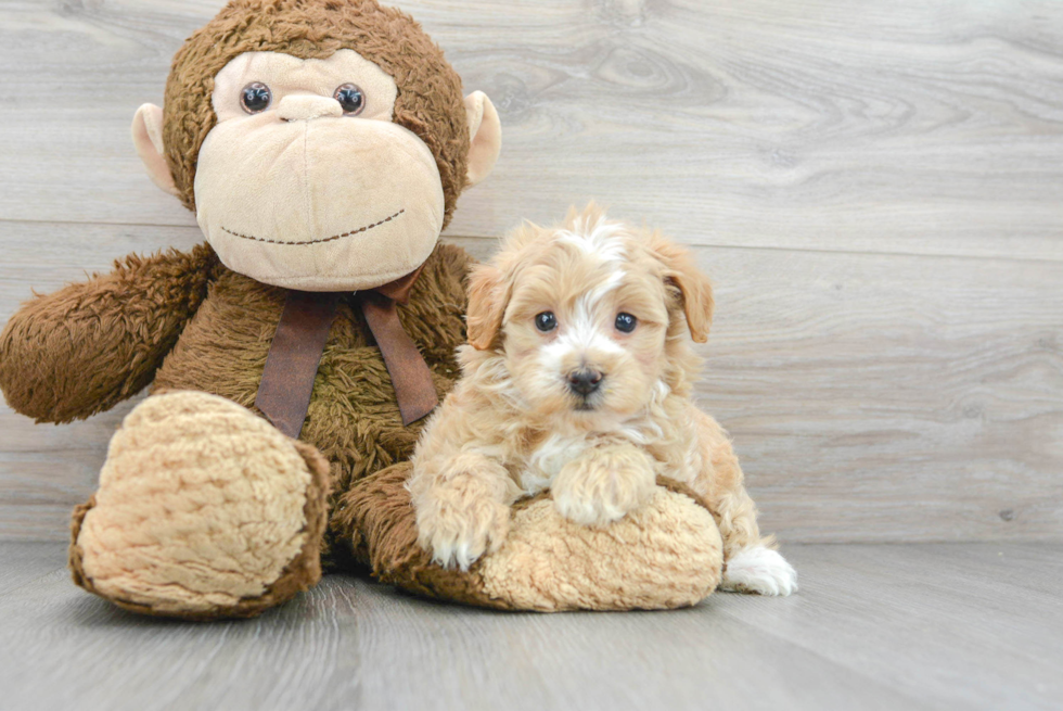 Smart Maltipoo Poodle Mix Pup