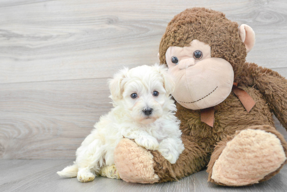 Happy Maltipoo Baby