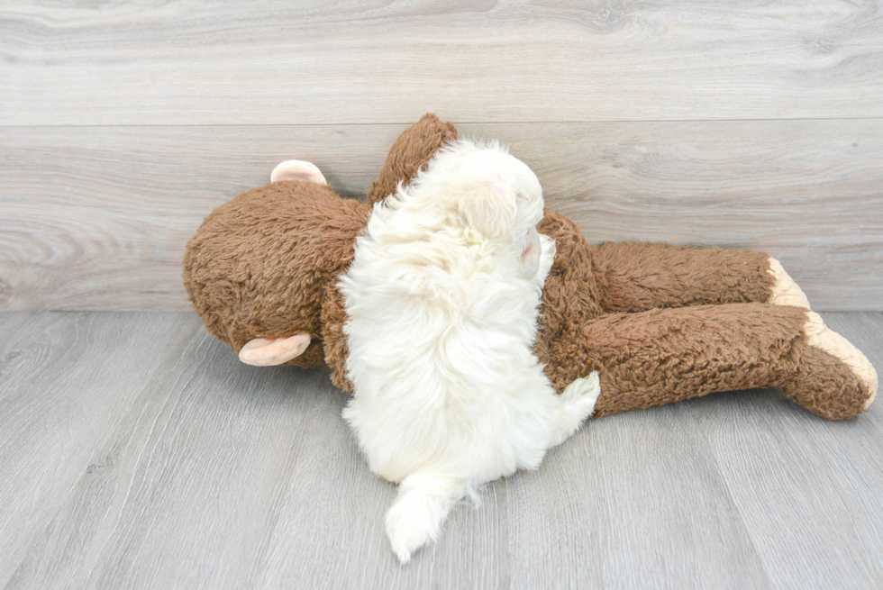 Maltipoo Pup Being Cute