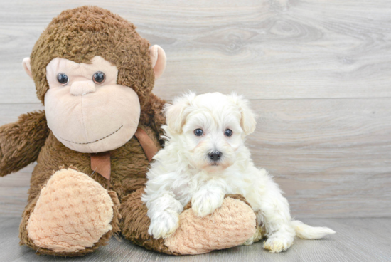 Funny Maltipoo Poodle Mix Pup