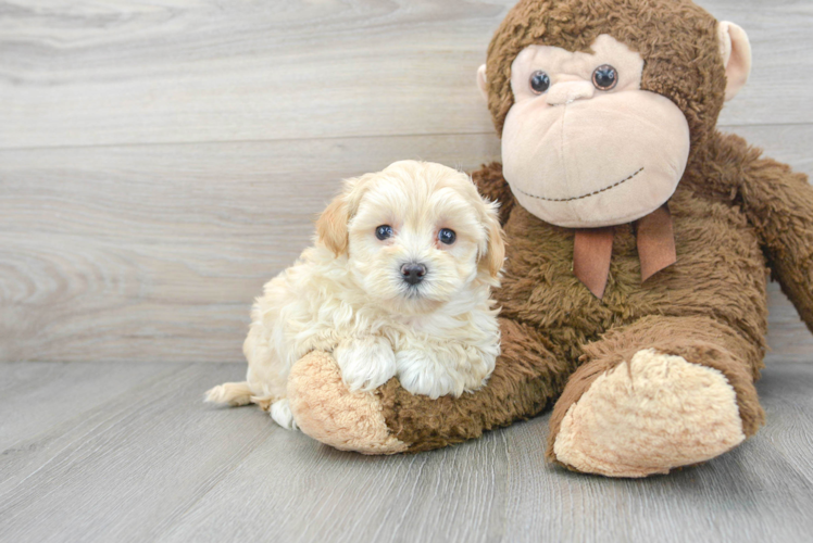 Maltipoo Pup Being Cute