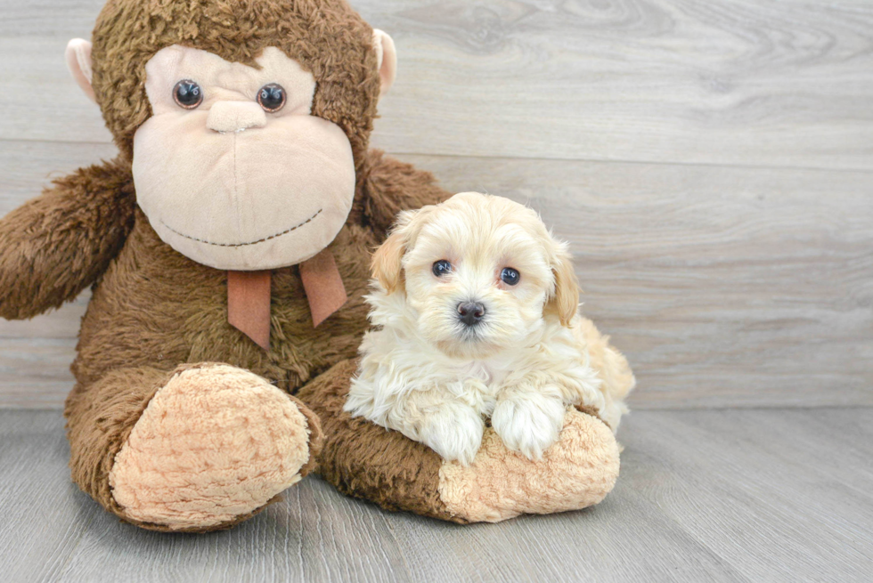 Happy Maltipoo Baby